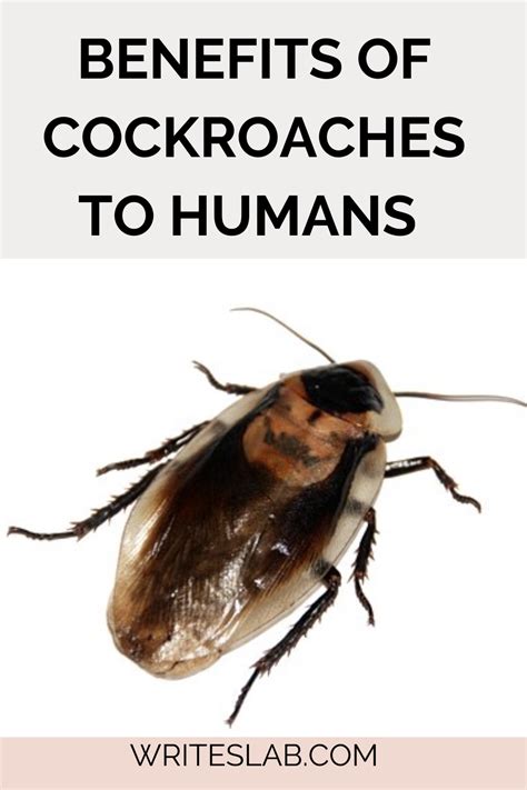 Benefits of Cockroaches to Humans .